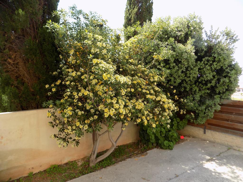 Kyriakos Court Hotel Paphos Exterior photo